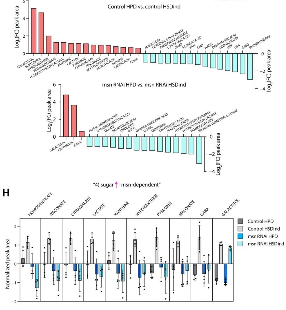 msn-Dependent Metabolomic Reprogramming Under High-Sugar Diet